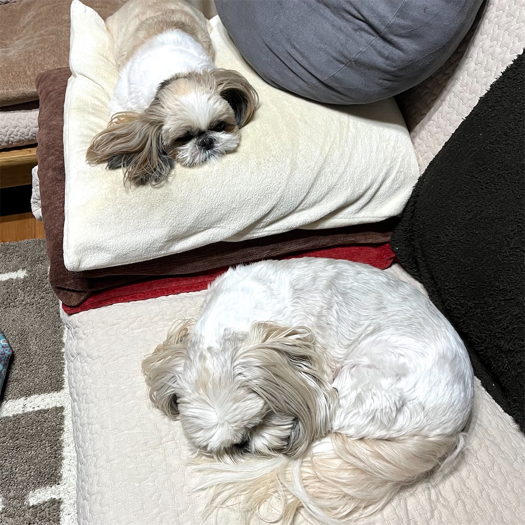 f:id:merry_saku:20221129213643j:image f:id:merry_saku:20221129213643j:image