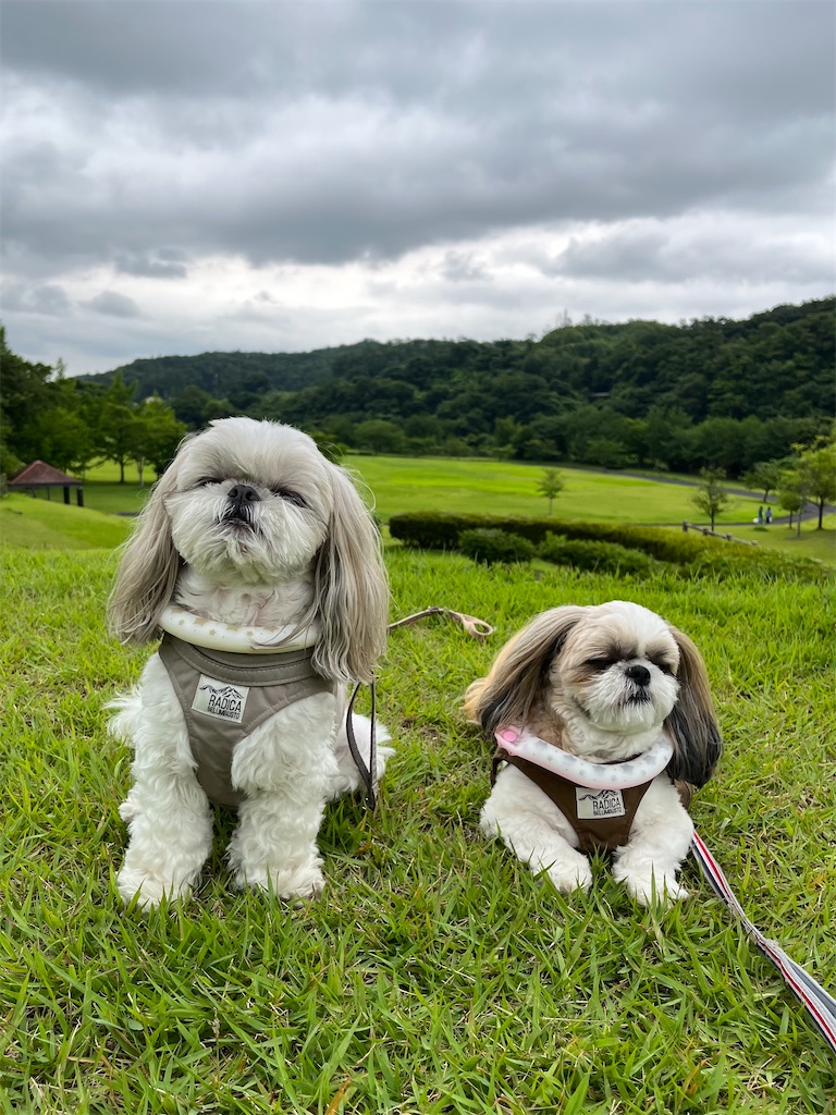 f:id:merry_saku:20230705223526j:image