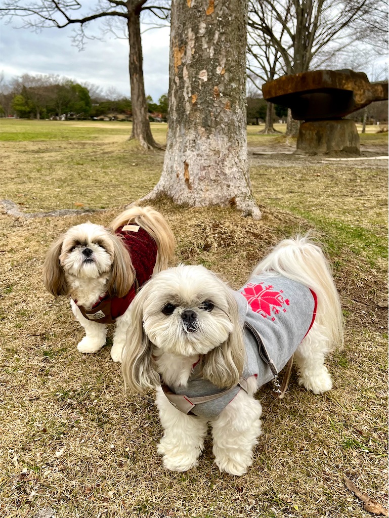 f:id:merry_saku:20231219201952j:image