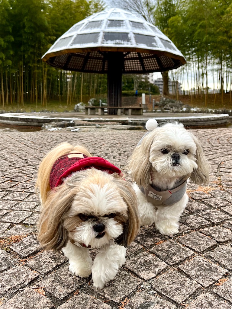f:id:merry_saku:20231219202454j:image