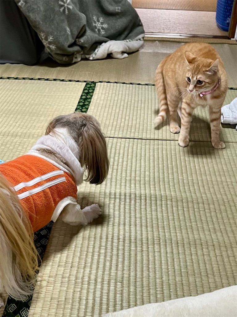 f:id:merry_saku:20240324214303j:image f:id:merry_saku:20240324214303j:image
