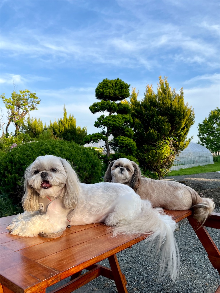 f:id:merry_saku:20240523211451j:image