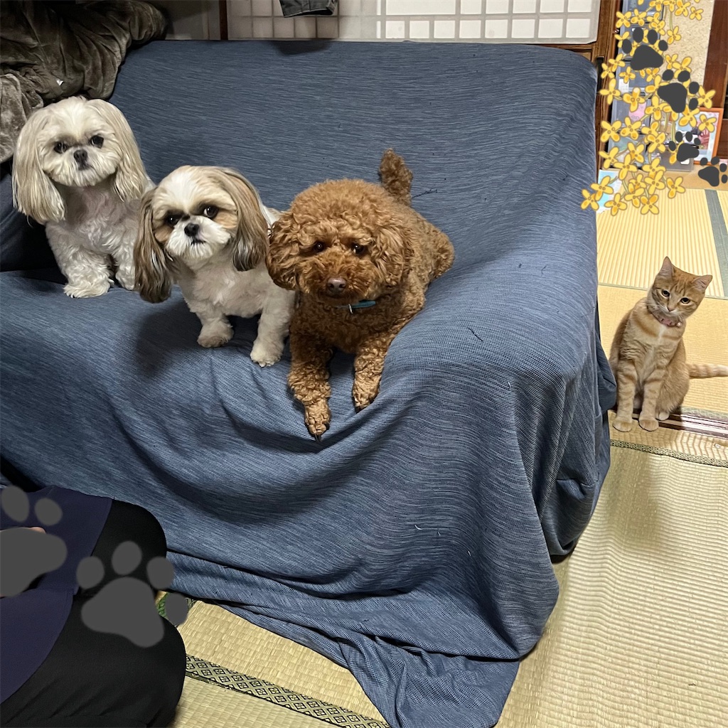 f:id:merry_saku:20240526213843j:image