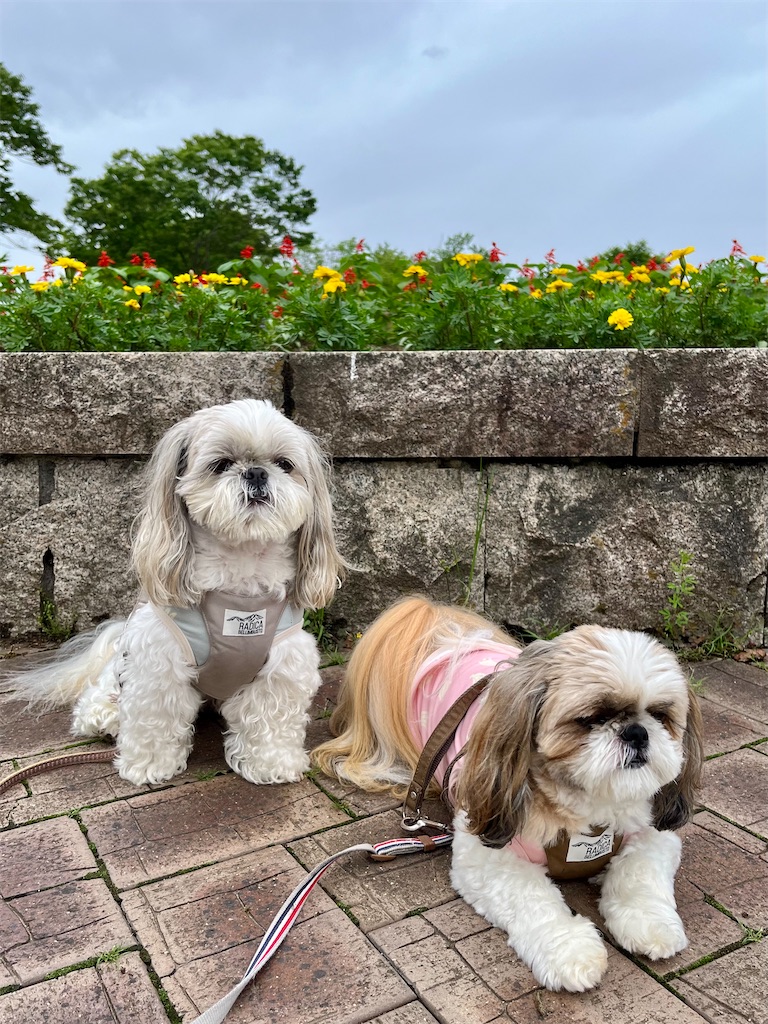 f:id:merry_saku:20240711205445j:image
