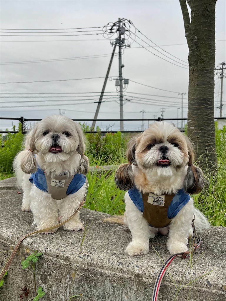 f:id:merry_saku:20240908205815j:image