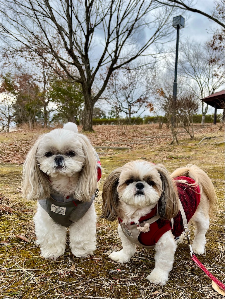 f:id:merry_saku:20241226195610j:image