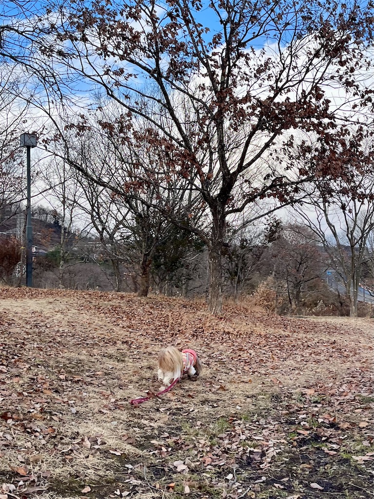 f:id:merry_saku:20250104213356j:image