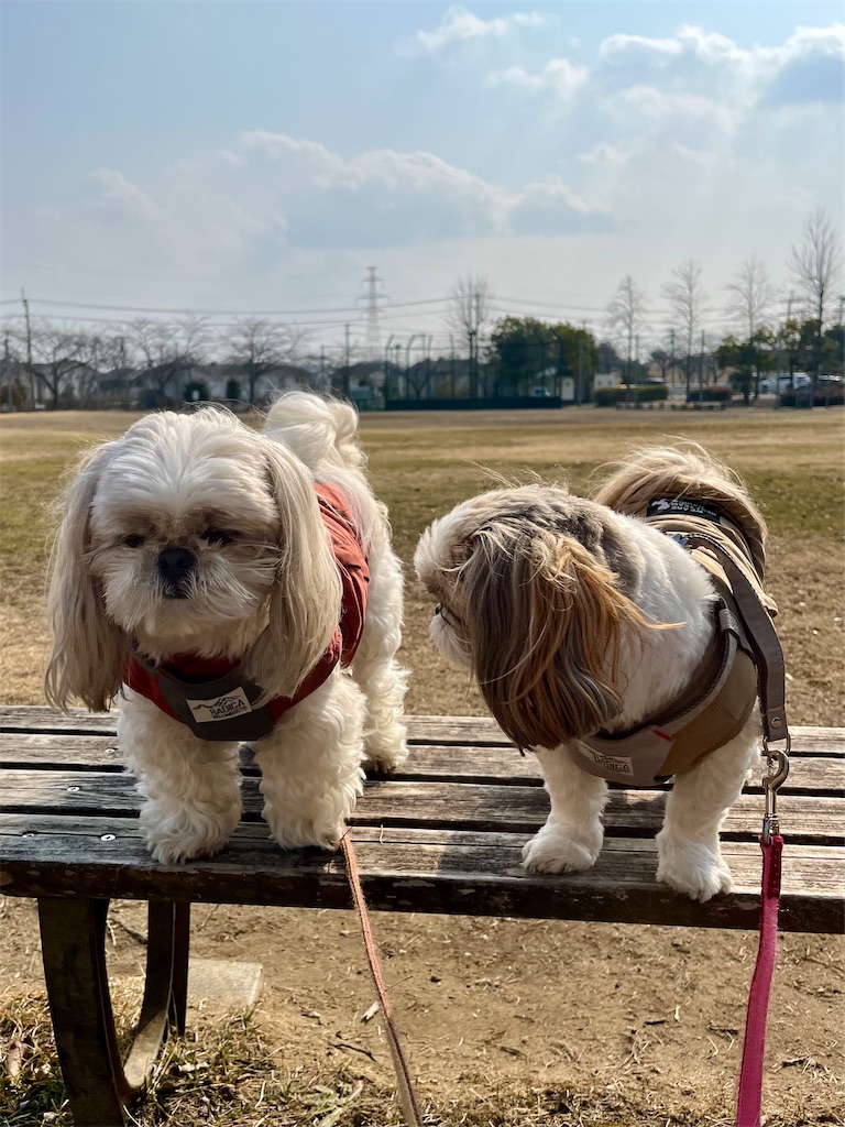 f:id:merry_saku:20250217200201j:image