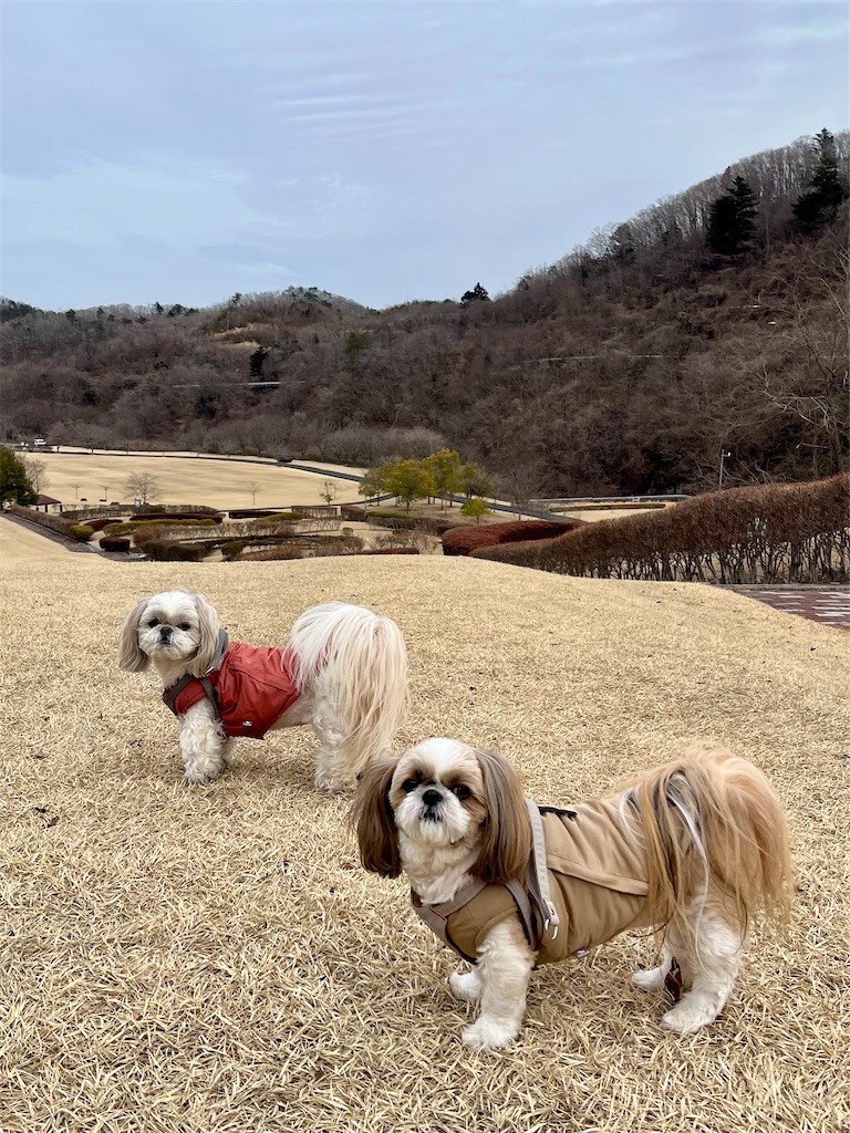 f:id:merry_saku:20250304215425j:image