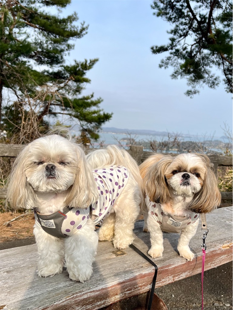 f:id:merry_saku:20250327212019j:image