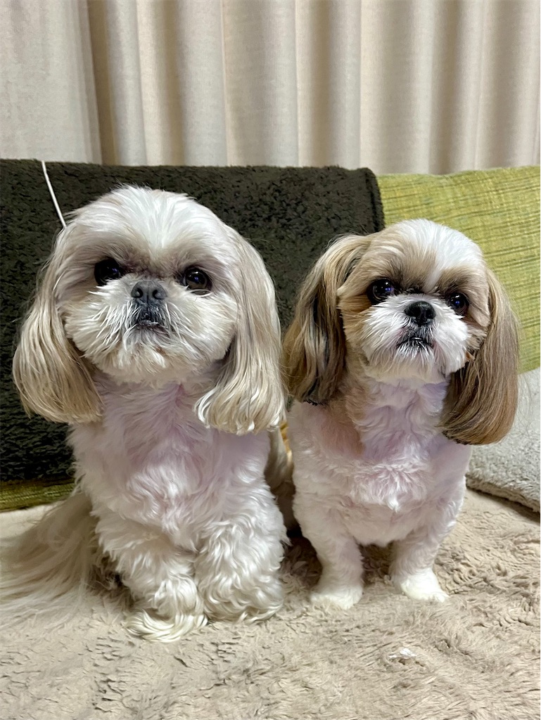 f:id:merry_saku:20250401211940j:image