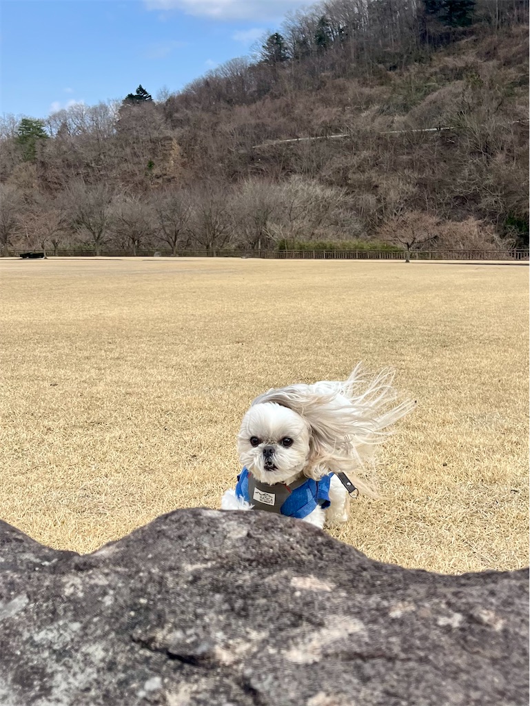 f:id:merry_saku:20250407184808j:image