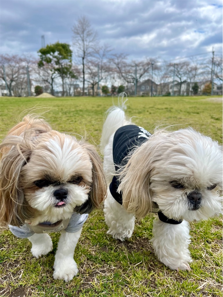 f:id:merry_saku:20250409210642j:image