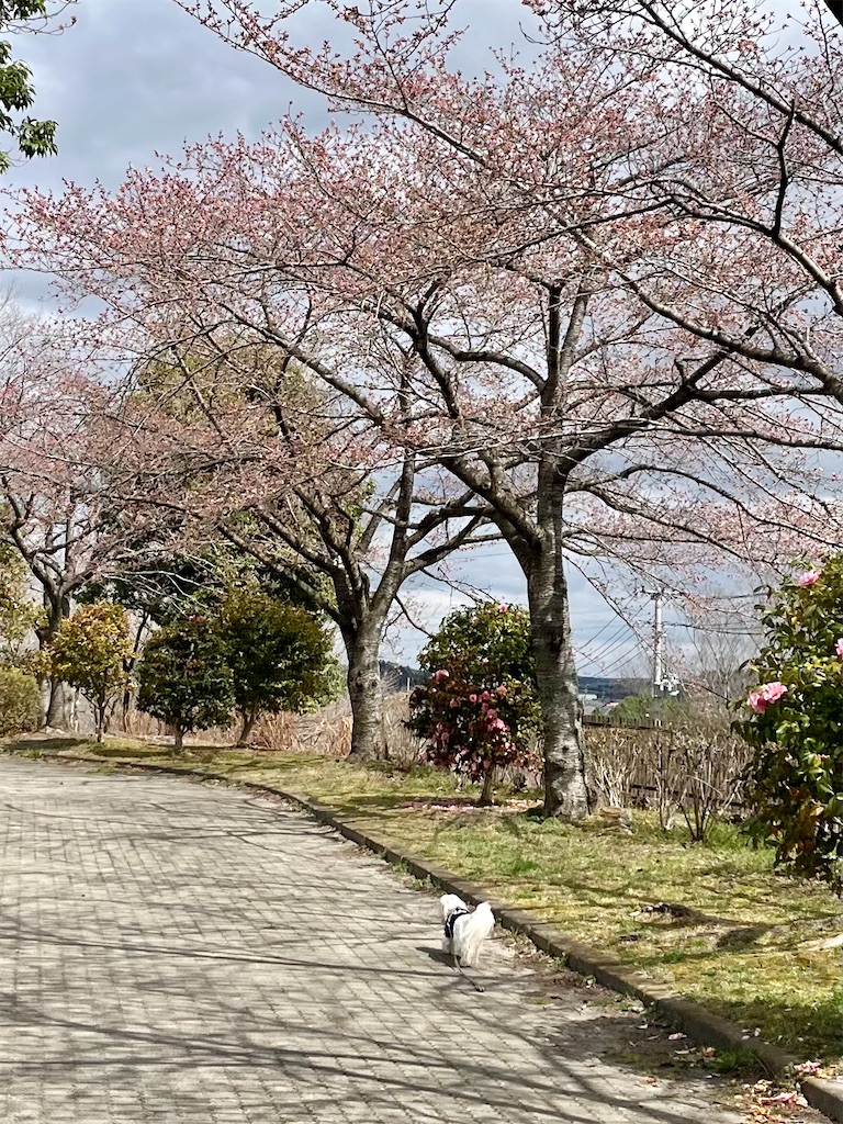 f:id:merry_saku:20250409210646j:image