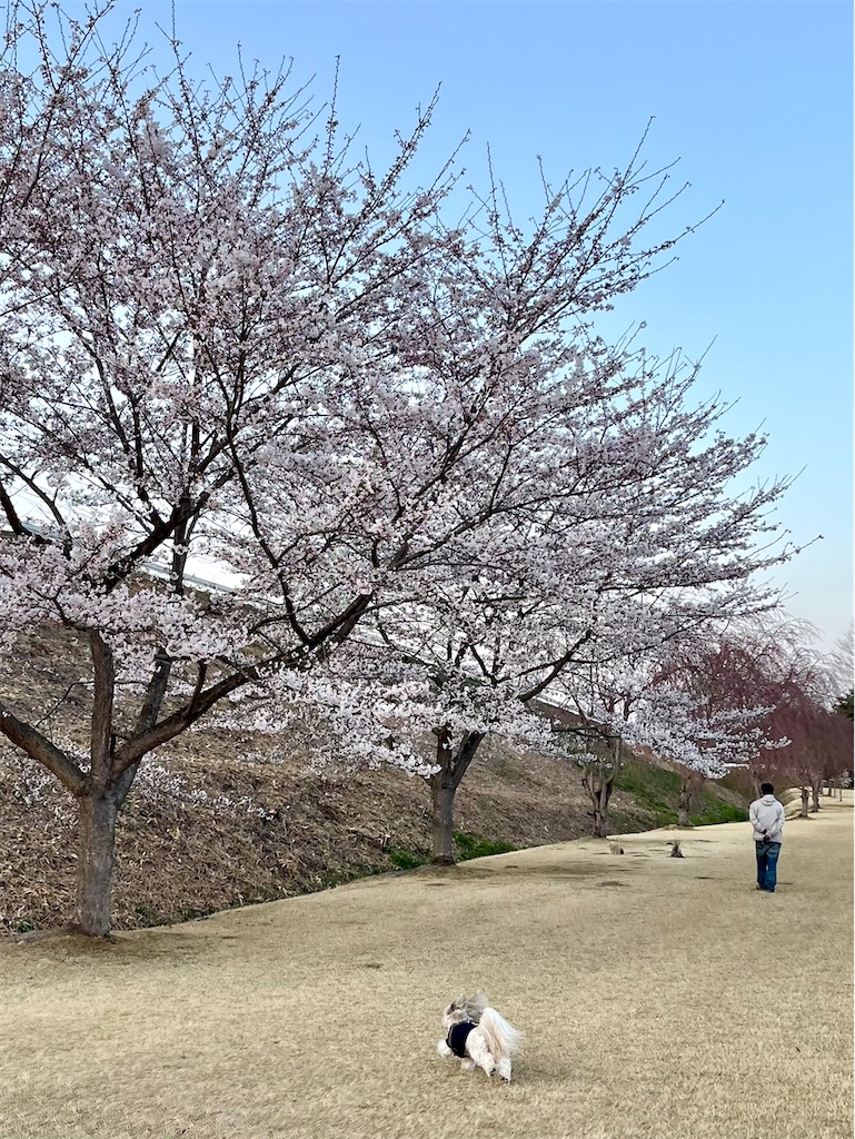 f:id:merry_saku:20250412215628j:image
