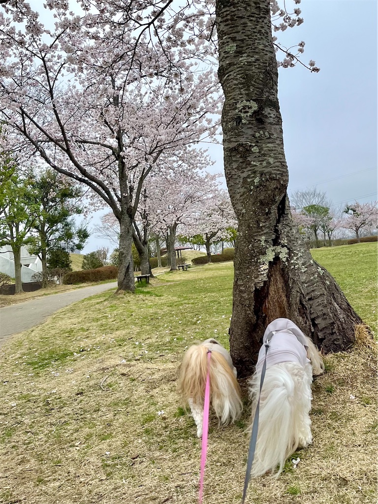 f:id:merry_saku:20250413205550j:image