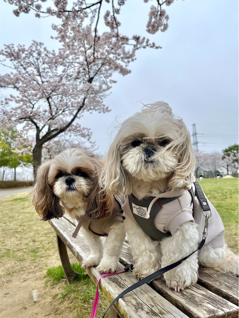 f:id:merry_saku:20250413205557j:image