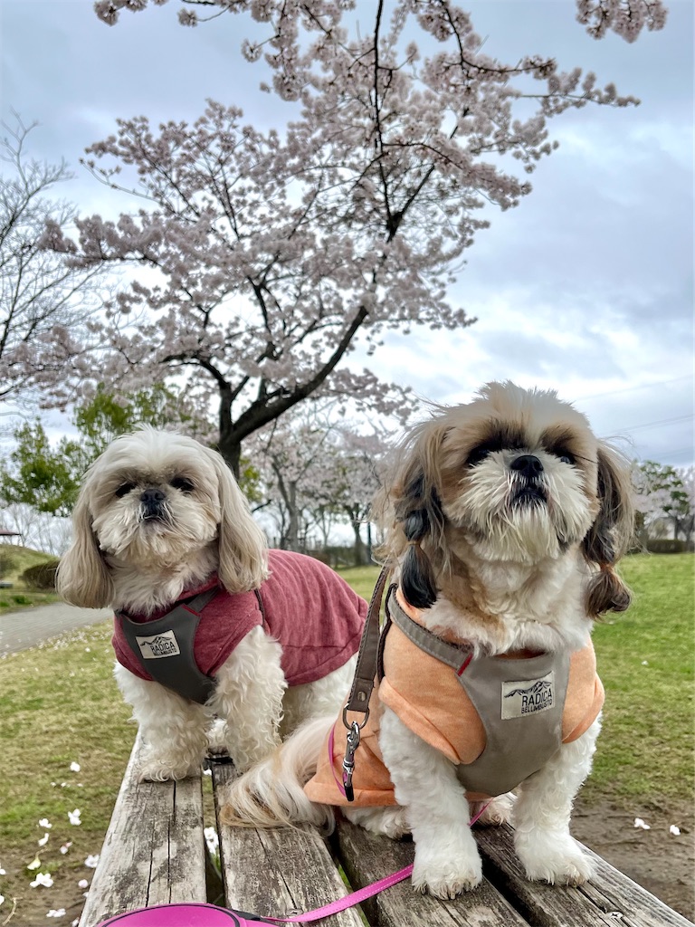 f:id:merry_saku:20250415205622j:image
