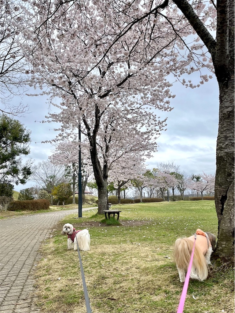 f:id:merry_saku:20250415205631j:image