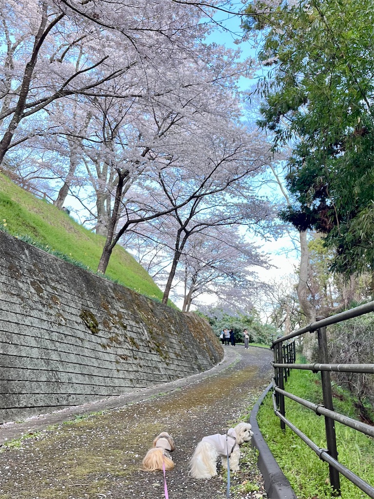 f:id:merry_saku:20250416195937j:image