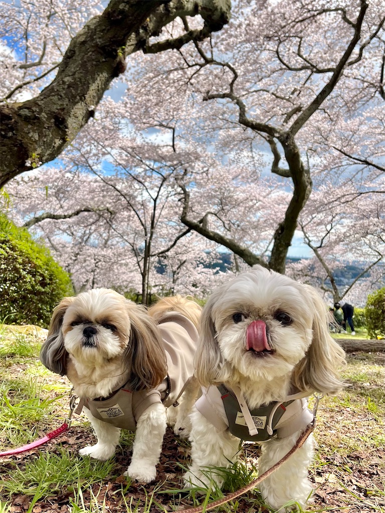 f:id:merry_saku:20250416195944j:image