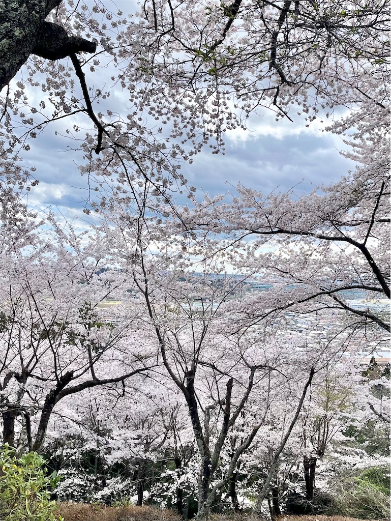 f:id:merry_saku:20250416202855j:image
