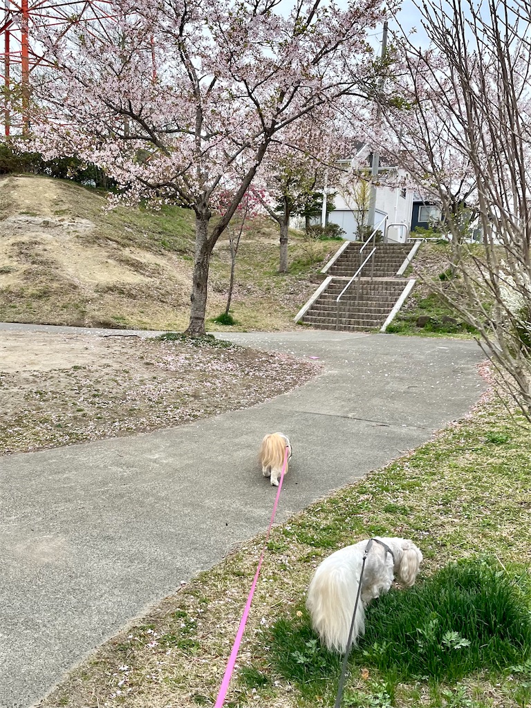f:id:merry_saku:20250420204048j:image