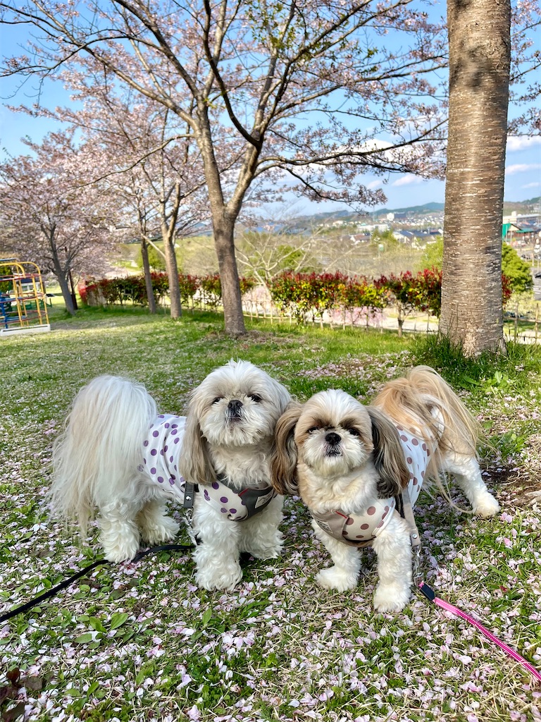 f:id:merry_saku:20250421204300j:image
