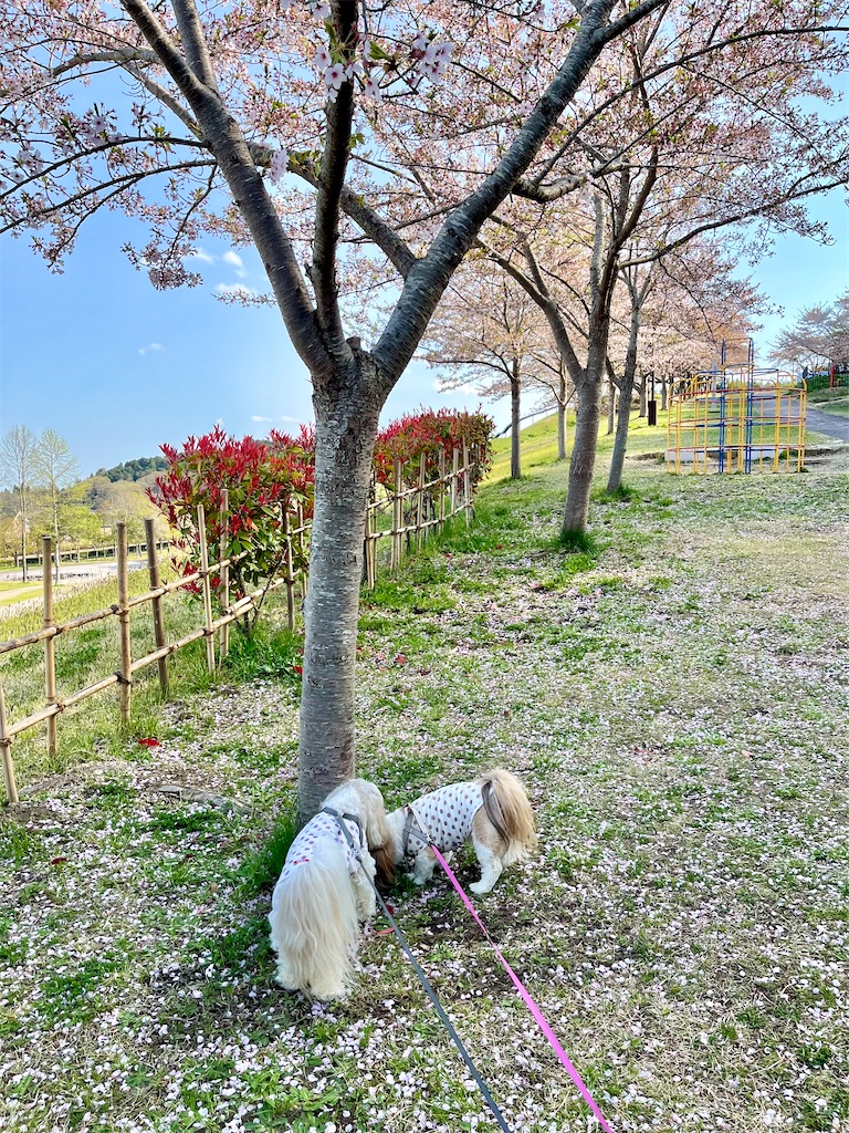 f:id:merry_saku:20250421211231j:image