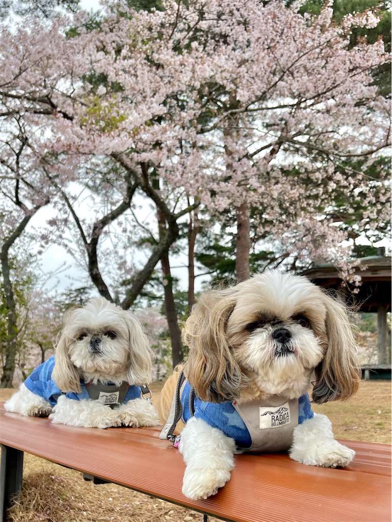 f:id:merry_saku:20250422190113j:image