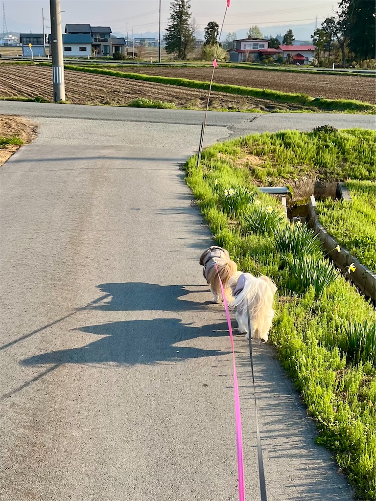 f:id:merry_saku:20250426203023j:image