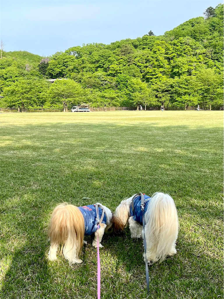 f:id:merry_saku:20250514210218j:image