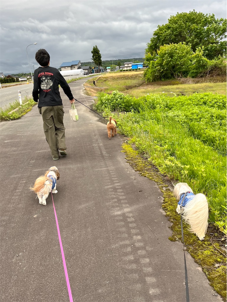 f:id:merry_saku:20250525213234j:image