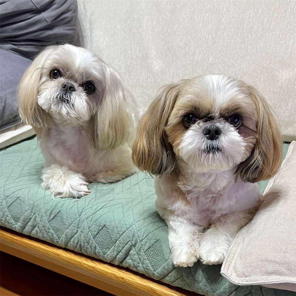 f:id:merry_saku:20250531212527j:image