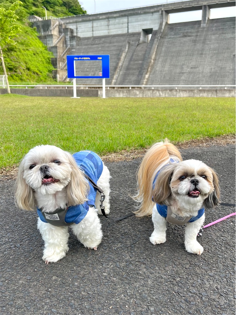 f:id:merry_saku:20250602201241j:image