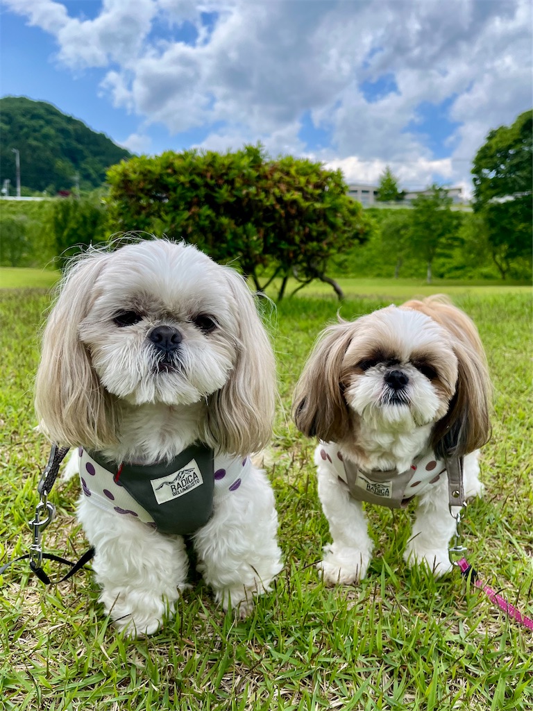 f:id:merry_saku:20250604211155j:image