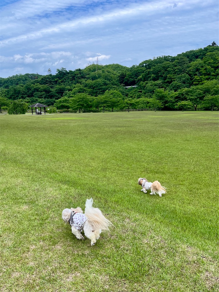 f:id:merry_saku:20250604211203j:image