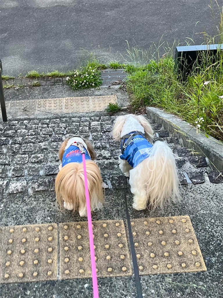 f:id:merry_saku:20250605222646j:image