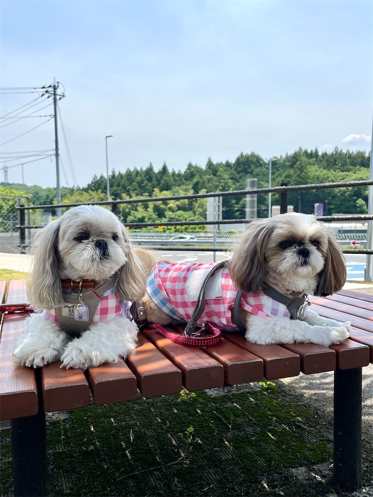 f:id:merry_saku:20250606224338j:image