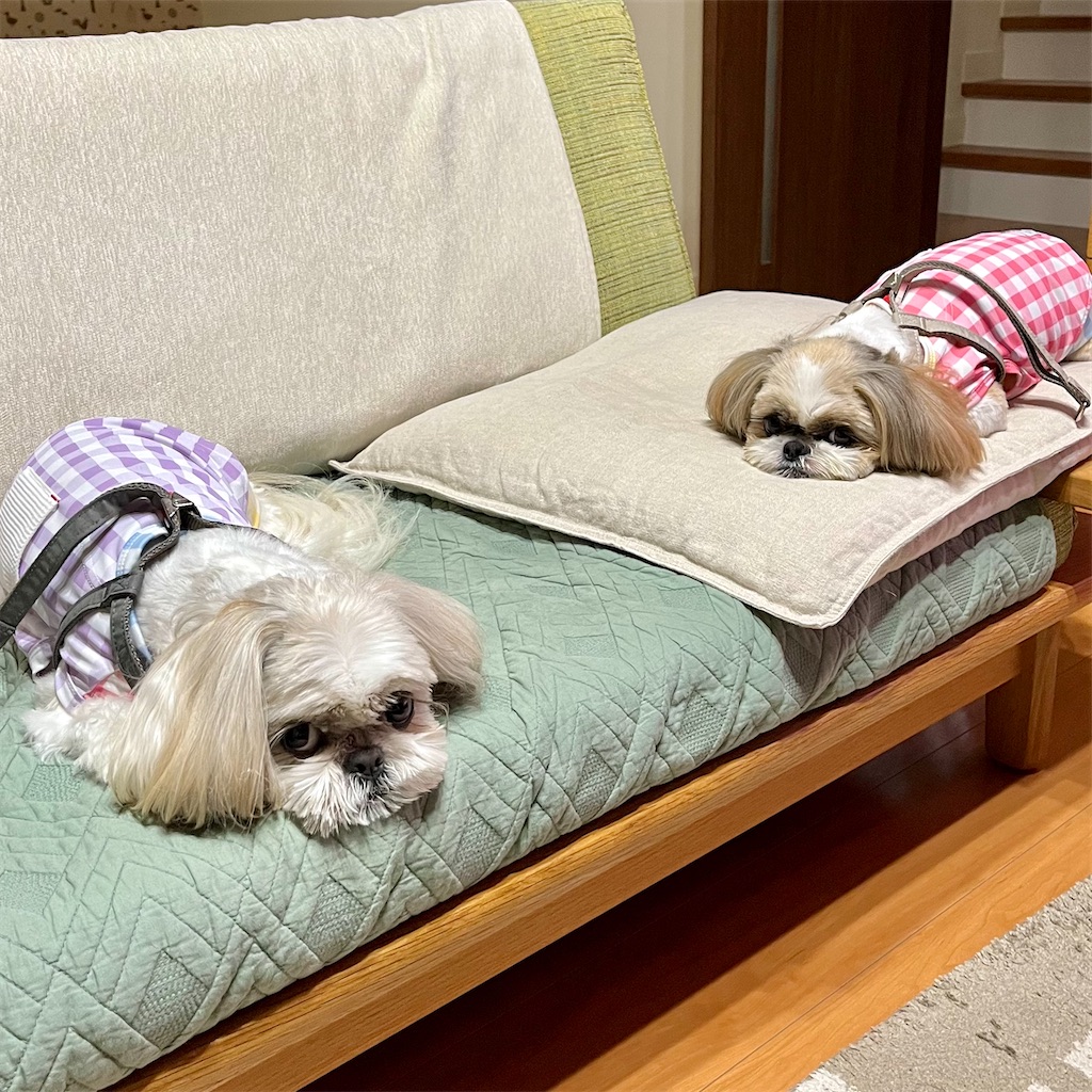 f:id:merry_saku:20250620212615j:image