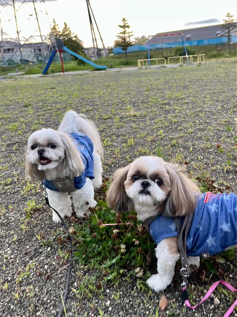 f:id:merry_saku:20250624224044j:image