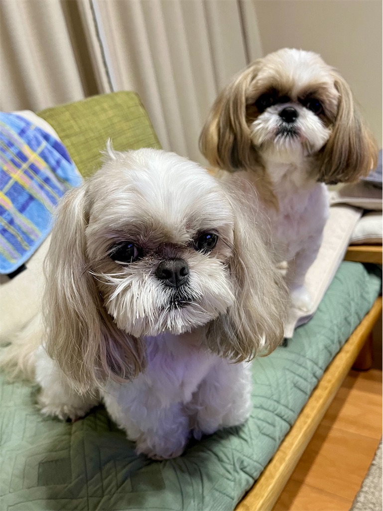 f:id:merry_saku:20250625221331j:image