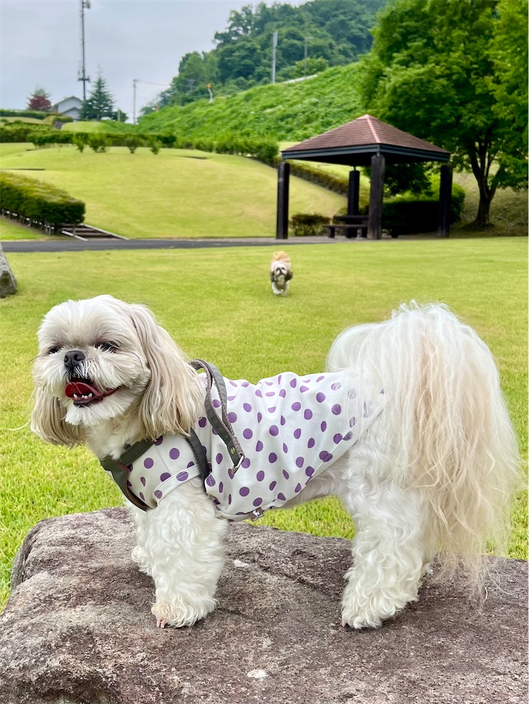 f:id:merry_saku:20250704223316j:image