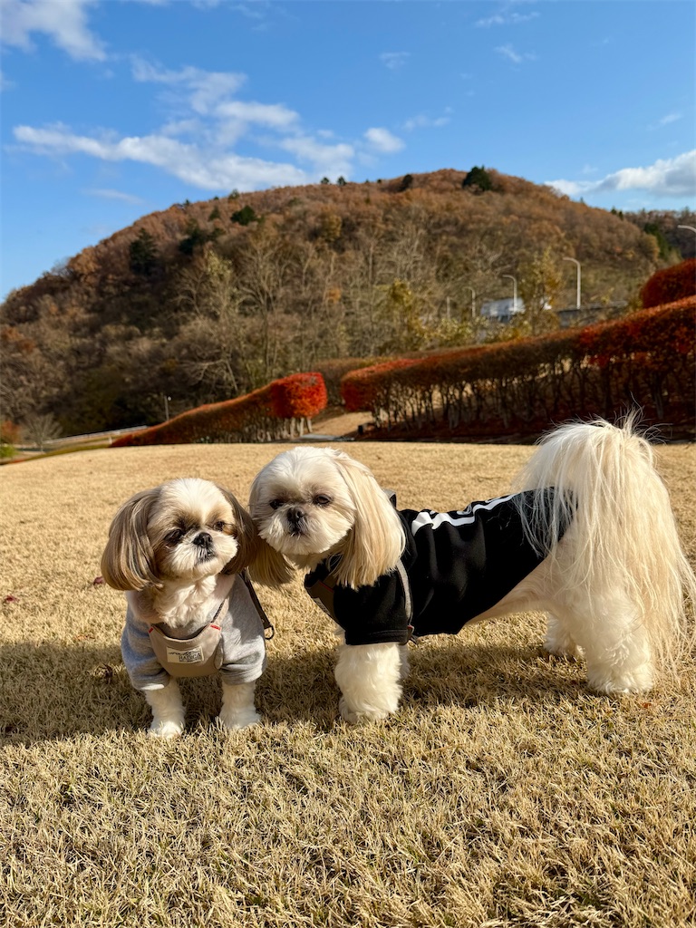 f:id:merry_saku:20251120220740j:image