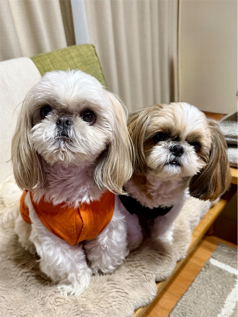 f:id:merry_saku:20260211204841j:image f:id:merry_saku:20260211204841j:image
