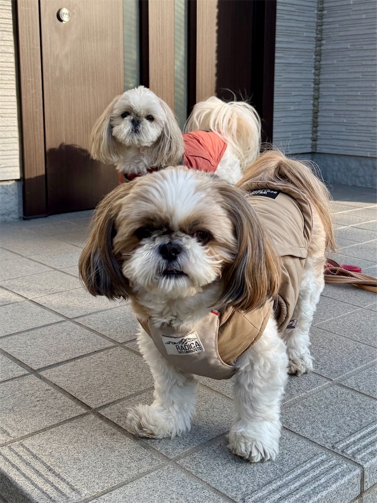 f:id:merry_saku:20260218203526j:image