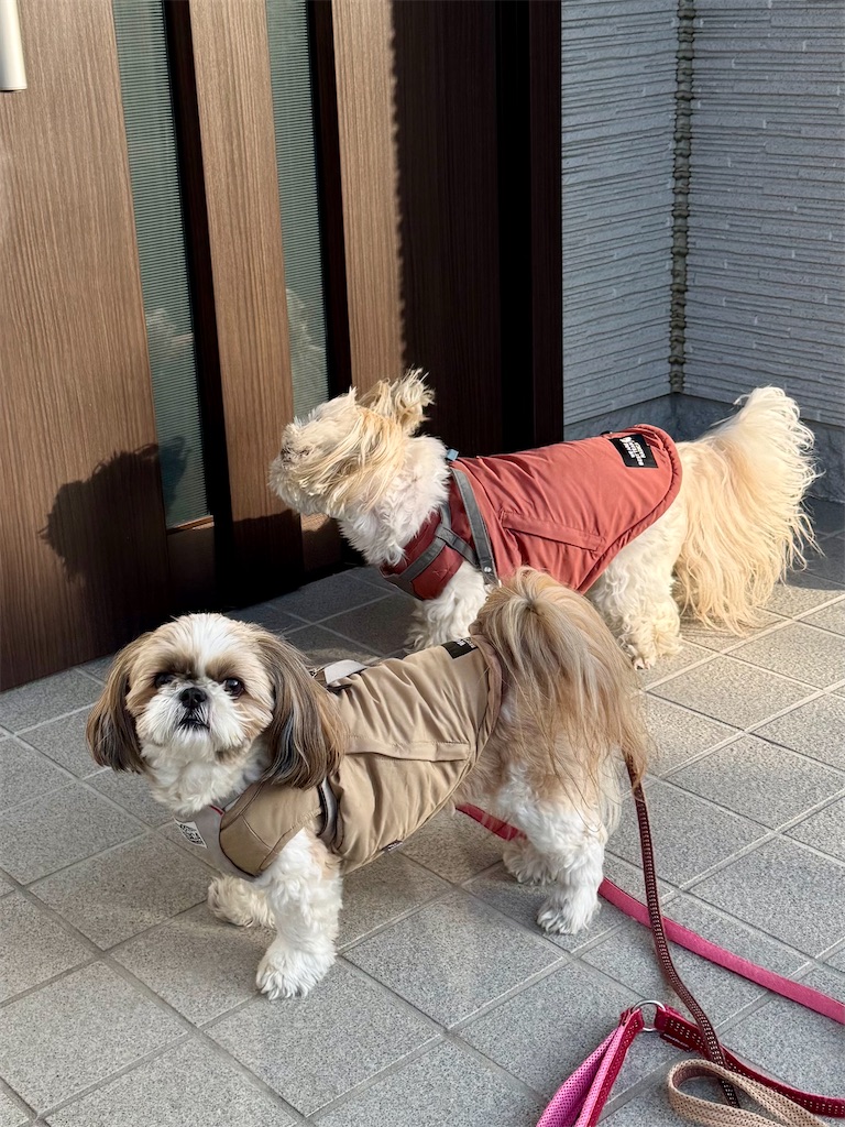 f:id:merry_saku:20260218203528j:image
