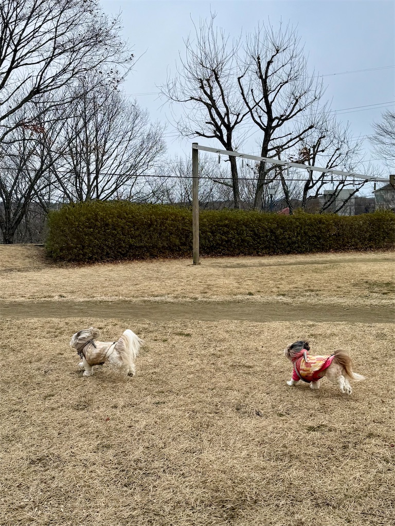 f:id:merry_saku:20260219204415j:image