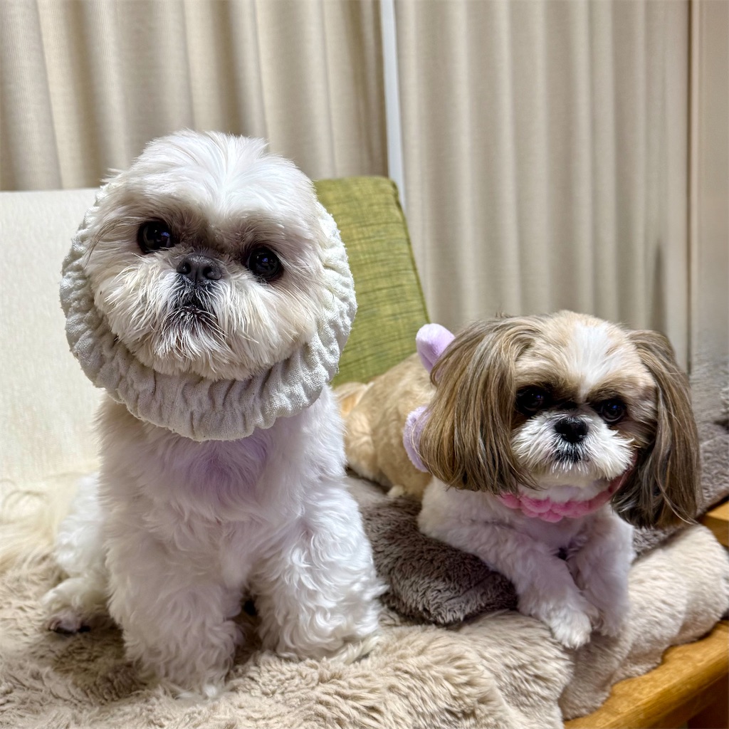 f:id:merry_saku:20260227201526j:image