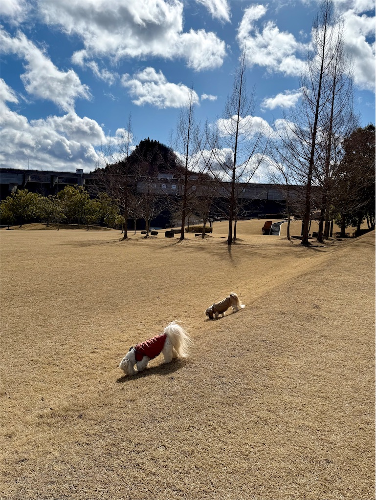 f:id:merry_saku:20260305210122j:image